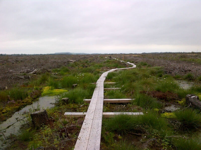 girley bog